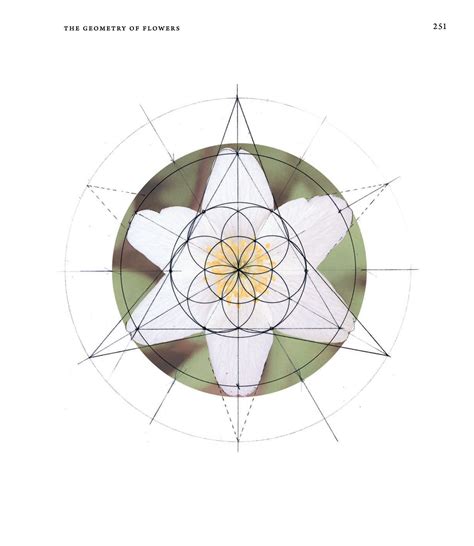 Geometry Matters — The Hidden Geometry Of Flowers Living Rhythms