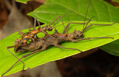 Mating Pair Of Touch Me Not Stick Insects Epidares Nolimetangere