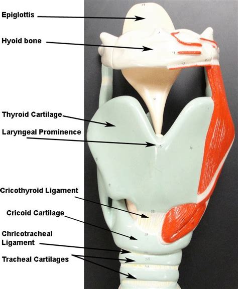 Anatomy Of Larynx Model