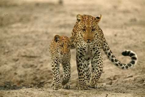 All Photography Superb Wildlife Photography By Beverly Joubert