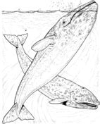 Download this whale coloring page for your kids and teach them about our wonderful world and nature. Realistic Grey Whale coloring page | Free Printable Coloring Pages