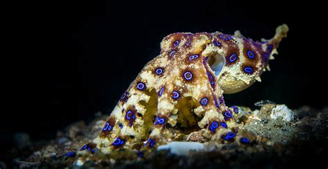 The Blue Ringed Octopus Small Vibrant And Exceptionally Deadly