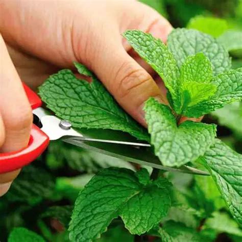 Grow Mint Plants In Containers And Have Multiple Harvests In Short Time