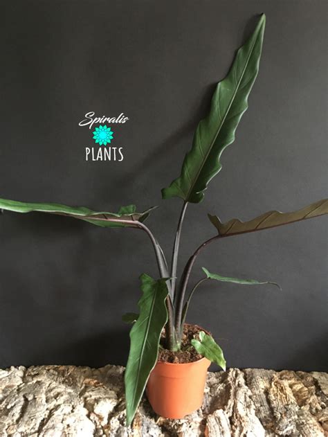 It has an upright shape with strong stems dotted with green and purple for. Alocasia lauterbachiana UK • Spiralis Plants • Online ...