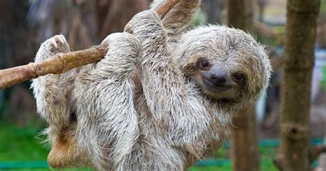 International Sloth Day Sloths Need Our Help The Great Projects