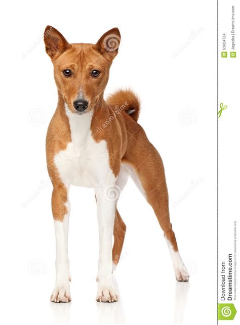 Basenji Dog Stock Photo Image Of Standing Portrait 63824724
