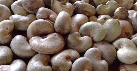 Nuts shouldn't be a part of this in the case of cats as well as dogs. Cashew Nuts | Gyarko Farms