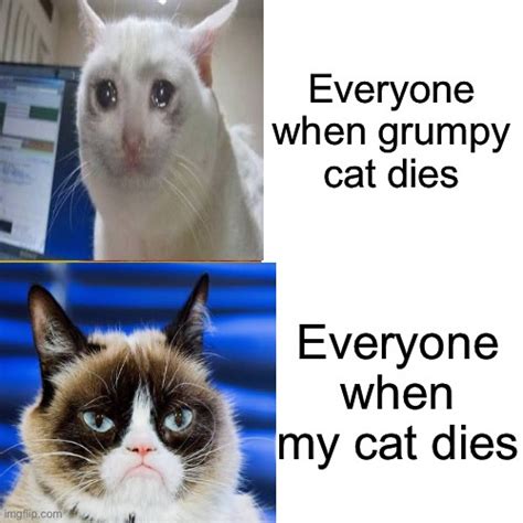 Cats Dieing Imgflip