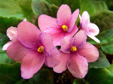 Affordable and search from millions of royalty free images, photos and vectors. 20 Different African Violet Varieties (Photos) - Garden ...
