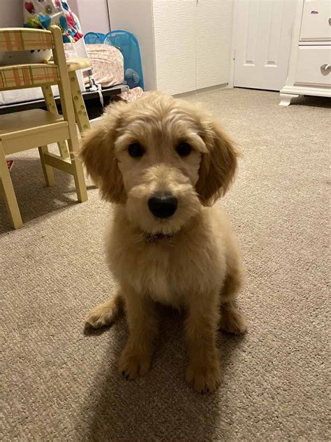 If you find a breeder in texas or an online advertisement on craigslist. Goldendoodle Puppy For Sale - Petclassifieds.com