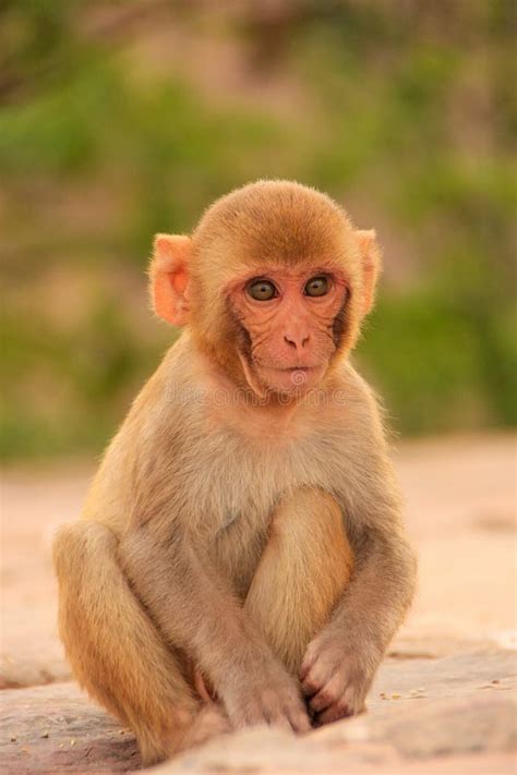 Rhesus Monkey With Tongue Sticking Out And Sunglasses Stock Image