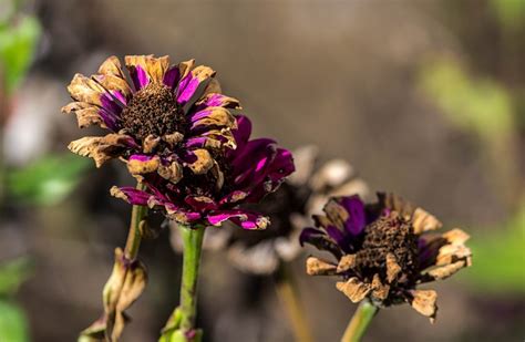 Even if you are successful in eliminating a fungus gnat infestation from your house, recurring problems are difficult to prevent. How to Get Rid of Fungus Gnats in Potting Soil Naturally ...