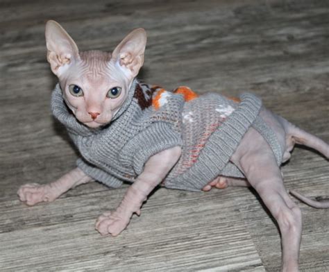 Absolutely Lovely Sphynx Cat Sweater