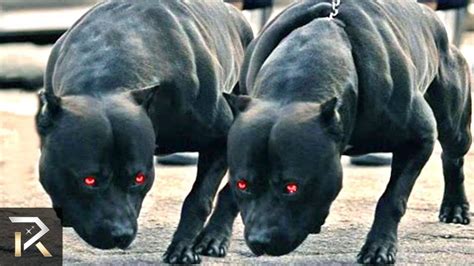 10 Guard Dogs You Dont Want To Mess With Dangerous Dogs Guard Dogs