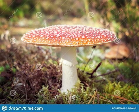 Amanita Muscaria Red Poisonous Fly Agaric Mushroom In