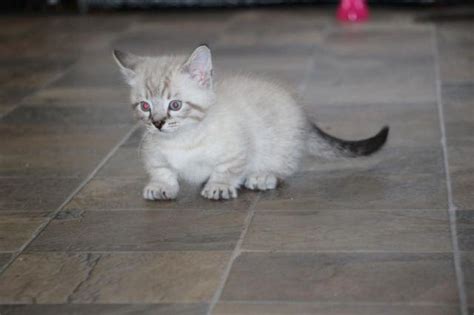 Genetta Bengalmunchkin Kittens For Sell For Sale In Los Angeles