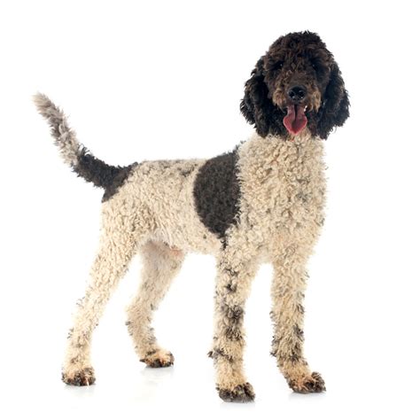 Portuguese Water Dog Dog Breed Info And Characteristics