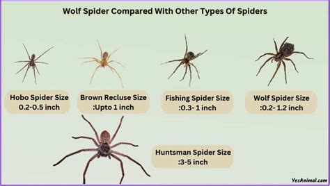 Wolf Spider Size And Compared With Other Types Of Spiders