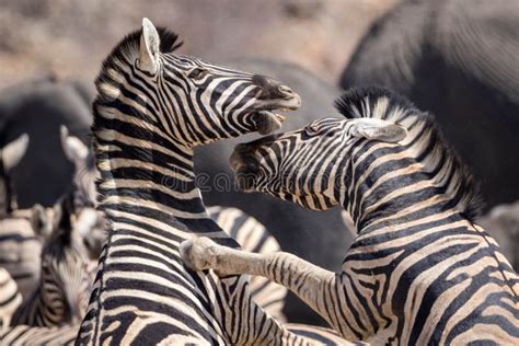 Zebras Fighting Stock Photo Image Of Animals Action 14895466