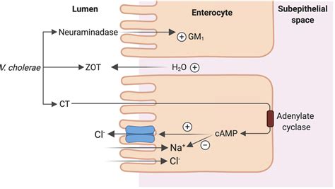 Mechanism Of Cholera Enterotoxicity Vibrio Cholera Produces 3 Toxins