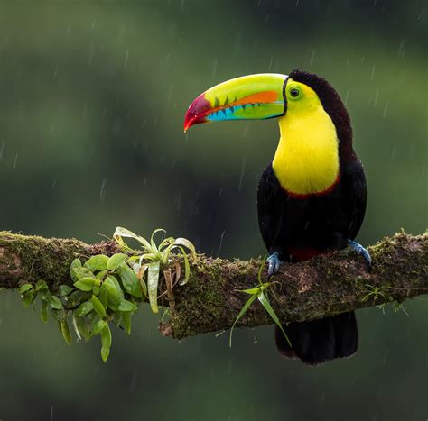 Download keel billed toucan images and photos. Worldisbeautiful.net | Wildlife | Keel-billed toucan