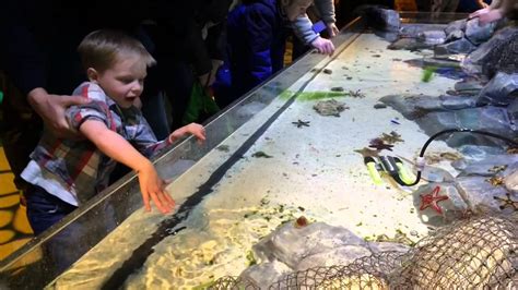 Kids In Awe At Sea Life Michigan Grand Opening Youtube