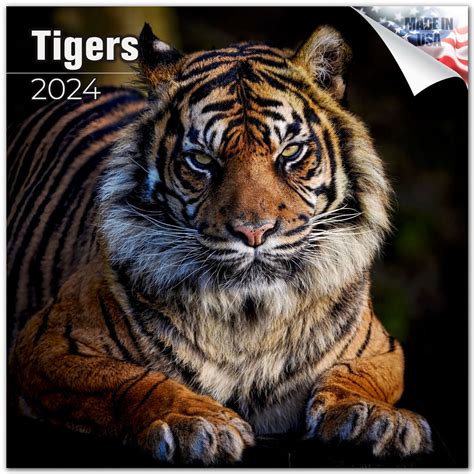 Tigers Calendar 2024 Full Size 12x24 Made In Usa Neel Robinson