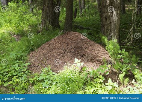 An Anthill In A Coniferous Forest Insects In The Forest Stock Photo