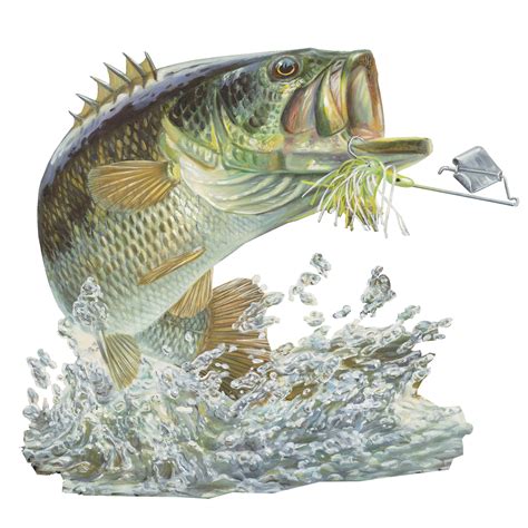 √ Bass Fish Transparent