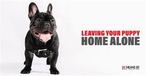Dry Dog Food Alternatives | Sit Means Sit South Denver