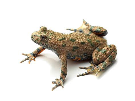 Fire Bellied Toad Stock Photos Pictures And Royalty Free