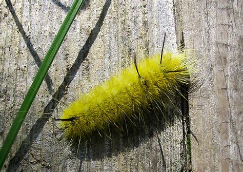 A Fuzzy Yellow Caterpillar Makes His Way Across A Plank Along One Of