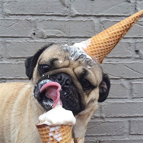 15 Photos Of Animals Eating That Will Make Your Day Oversixty