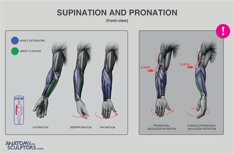 Anatomy For Sculptors Supination And Pronation Tip And Example