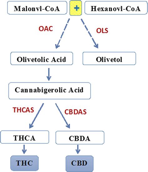 The Identified Biosynthesis Pathway For Cannabinoids In Cannabis