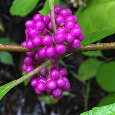 These Beautiful Deep Purple Berries On My American Beautyberry Shrub
