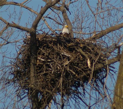 List 104 Pictures Largest Bald Eagle Nest Pictures Stunning
