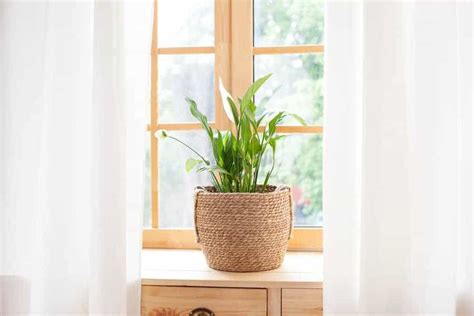Cactus mix is soil specially designed for growing cactus. Cactus Soil for Peace Lily (And How to Make Your Own ...