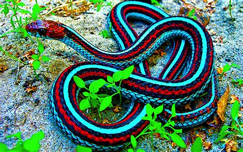 Snakes are a problem when they occupy human spaces or structures where they are not wanted. Super Snakes and the Truth Behind Them | Blog EBE
