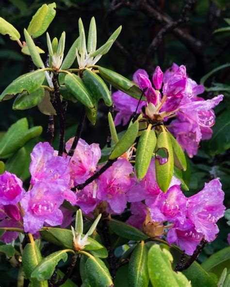 The Remarkable Rhododendron Ramble Grandfather Mountain Celebrates