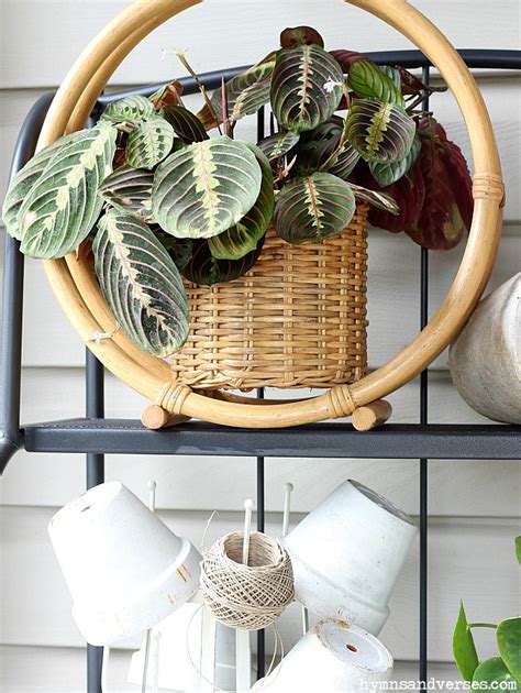 Maranta, peacock plant, rattle snake plant, red veined prayer, zebra plant. Top 10 House Plants Safe for Cats - Hymns and Verses
