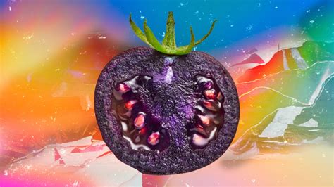 Usda Approves Genetically Modified Purple Tomato Econotimes