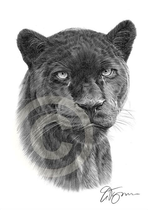 Black Panther Pencil Drawing Print Big Cat Art Artwork Signed By