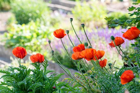 14 Beautiful Garden Poppies