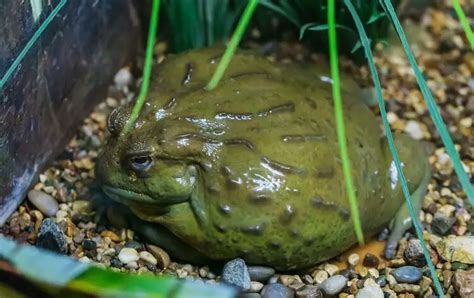 Pixie Frog Care Sheet Everything About Giant African Bullfrogs