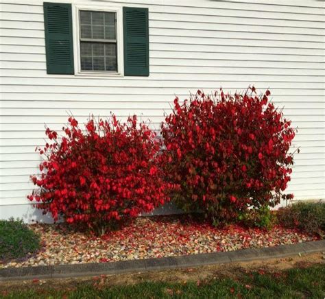 Burning Bush The Proper Way To Prune Features