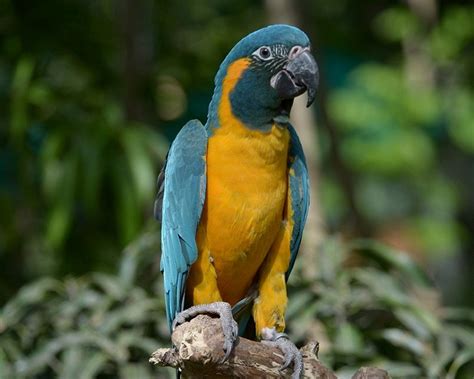 Blue Throated Macaw Facts Pet Care Temperament Pictures Singing