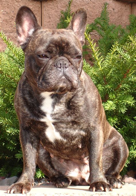 To furnish guidelines for breeders who wish to maintain the quality of their breed and to improve it; Minnesota French Bulldog Breeder AKC French Bulldogs ...