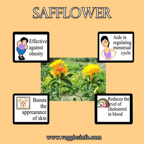 Safflower Medicinal And Health Uses Veggies Info
