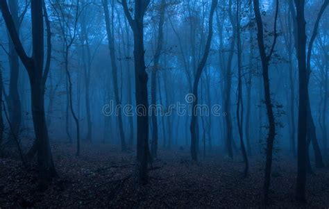 Dark Forest At Night Stock Photo Image Of Dark Fall 104472814